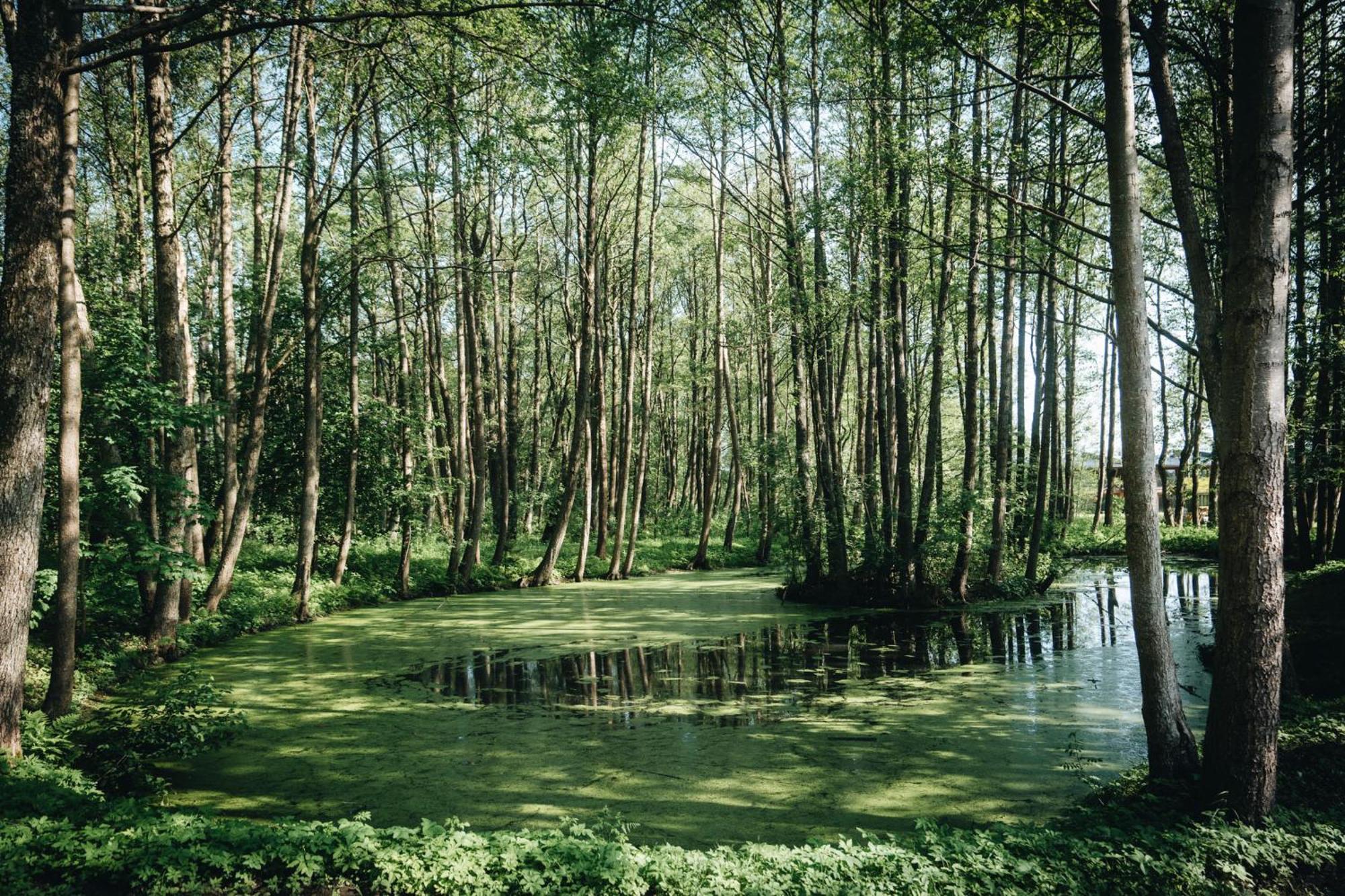 Nemirseta Forest Apartments Palanga Bagian luar foto